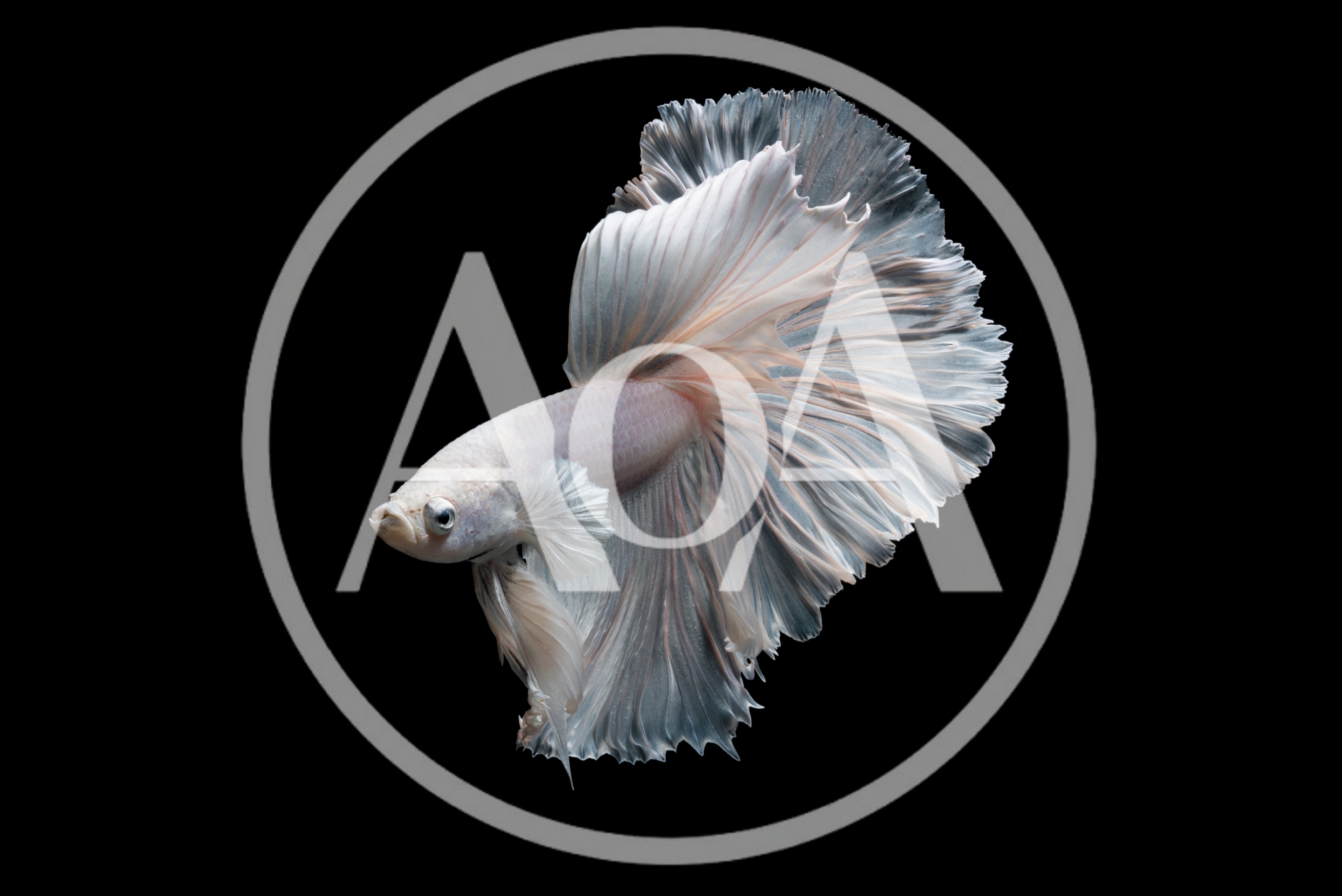 White Halfmoon Betta Fish Swimming
