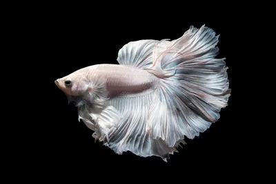 White Halfmoon Betta Fish Swimming Isolated