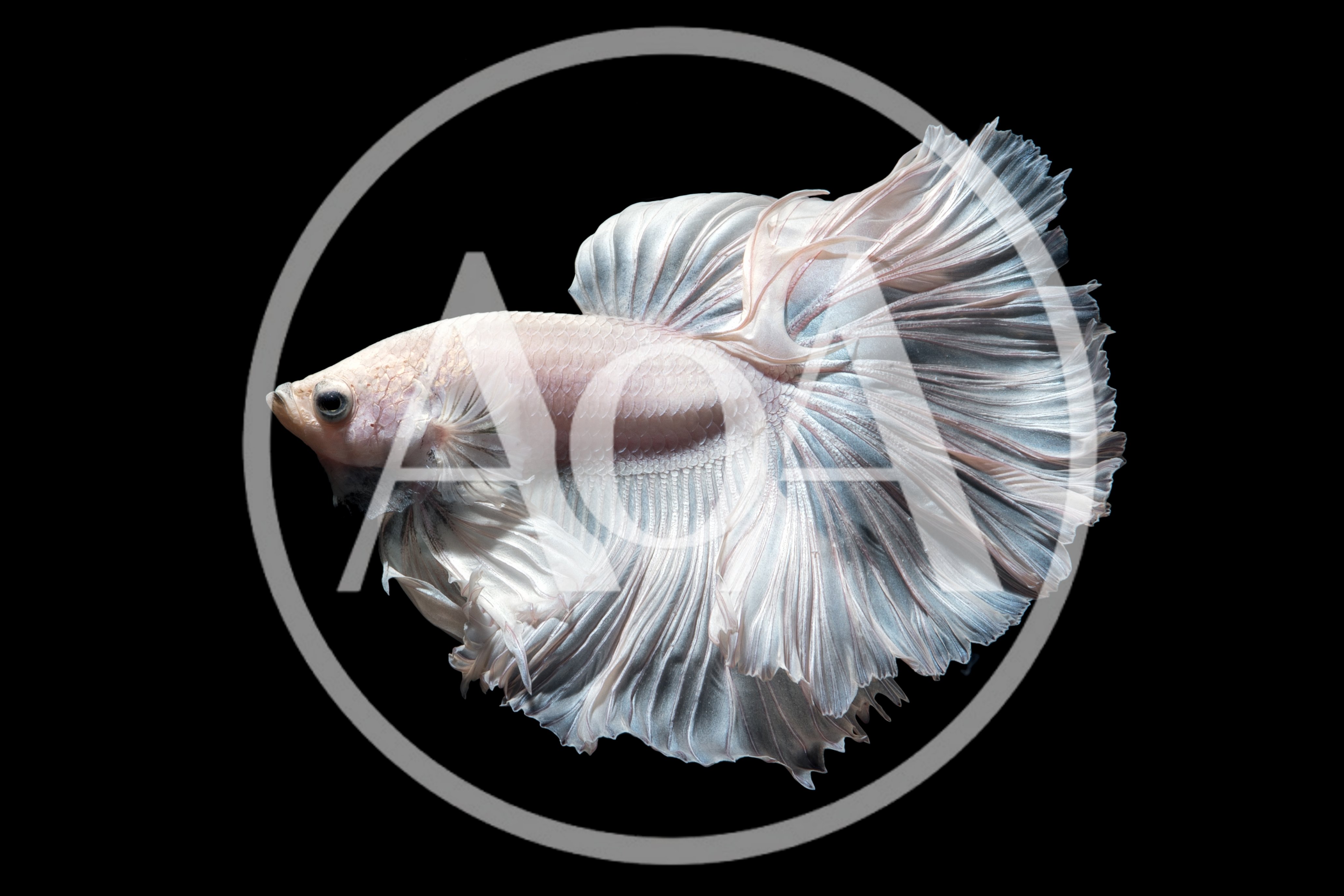White Halfmoon Betta Fish Swimming Isolated
