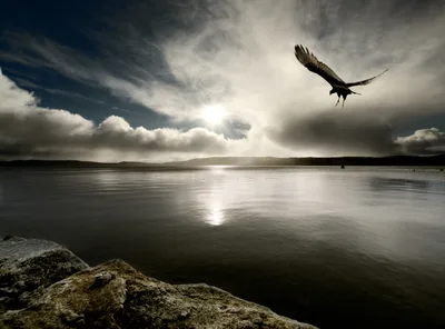 Bird Flying Over Calm Lake At Sunset