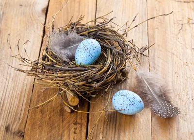 Two Speckled Blue Eggs In A Rustic Twig Nest