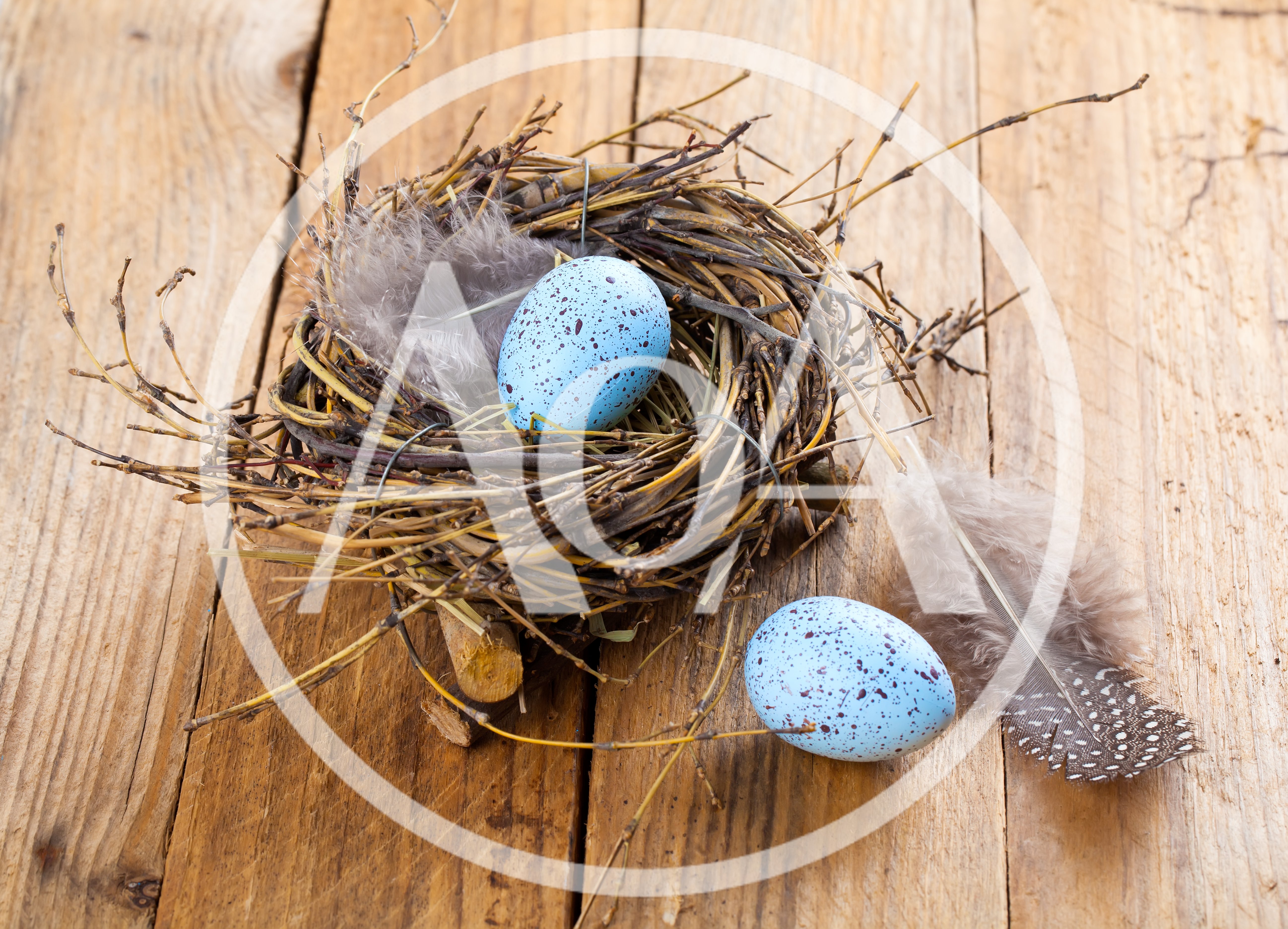 Two Speckled Blue Eggs In A Rustic Twig Nest
