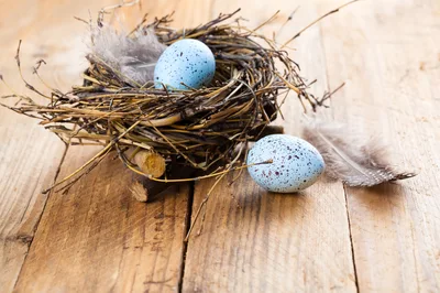 Blue Speckled Easter Eggs in a Twig Nest