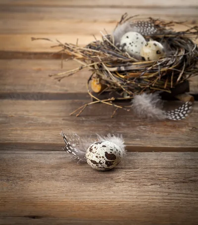 Quail Eggs In A Rustic Twig Nest