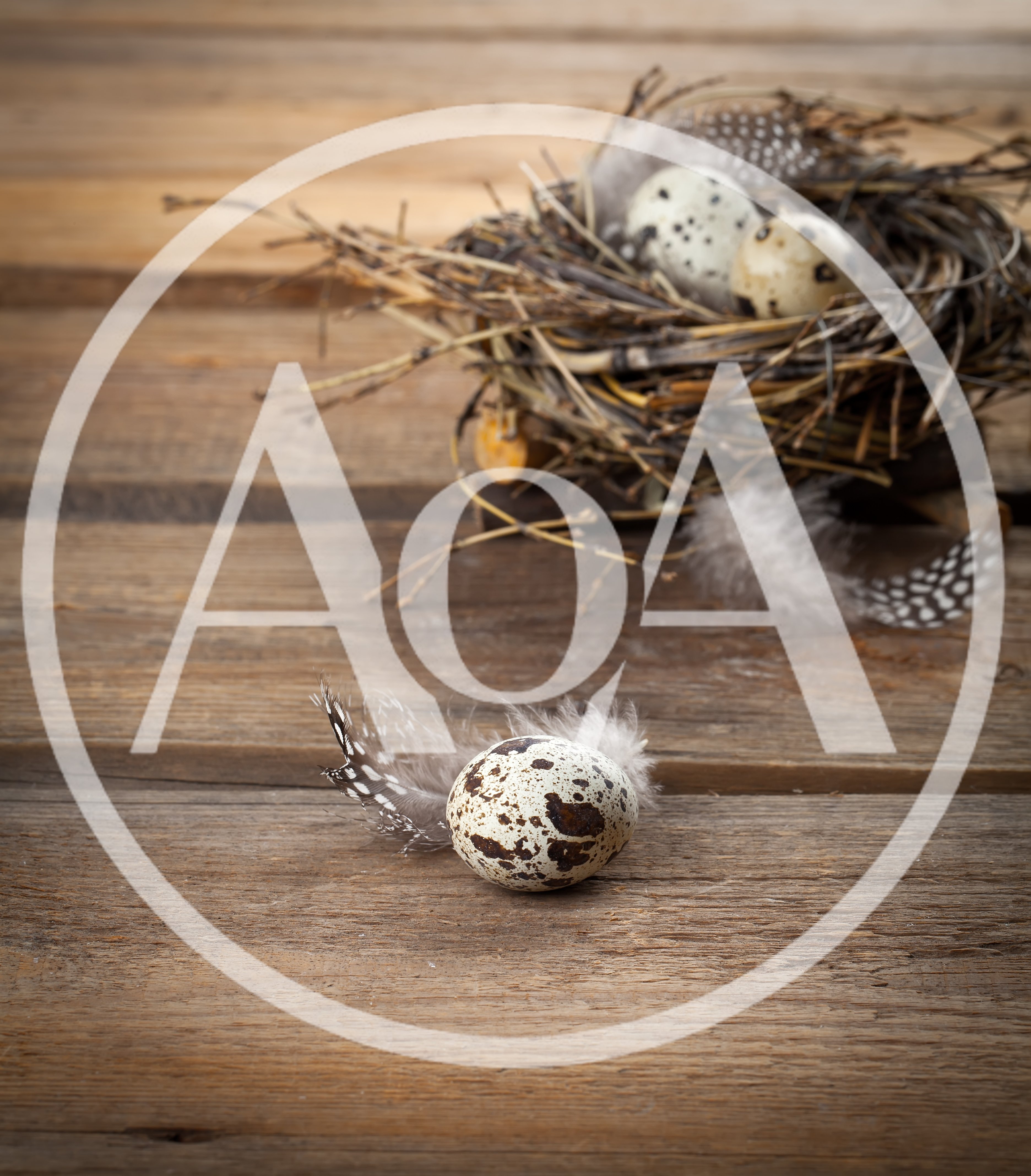 Quail Eggs In A Rustic Twig Nest
