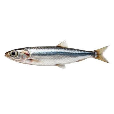 Single Fresh Sardine Fish Isolated On White Background