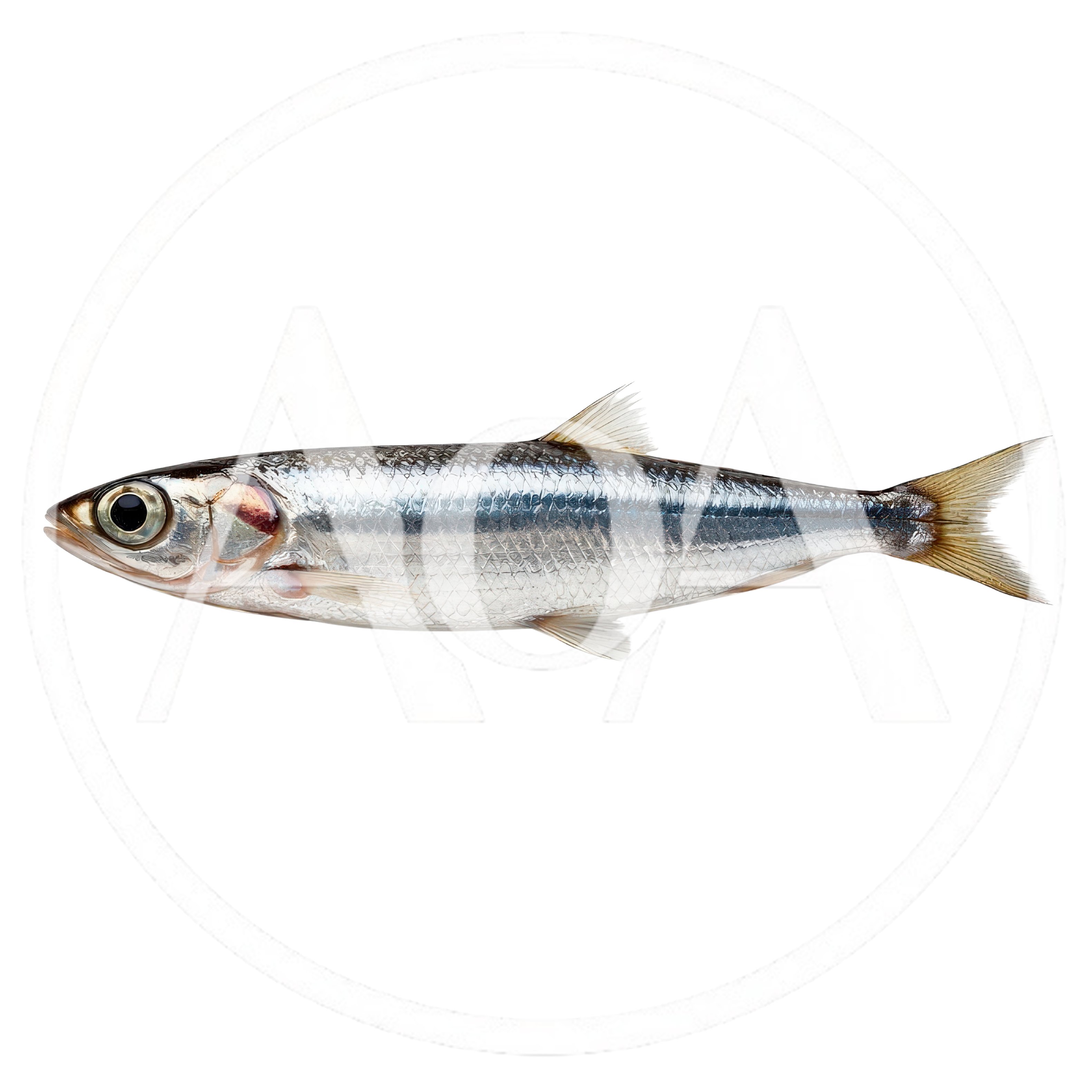 Single Fresh Sardine Fish Isolated On White Background