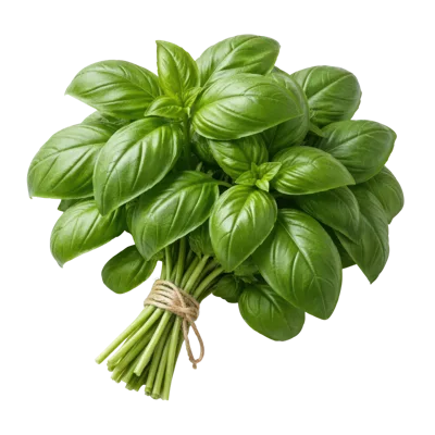 Fresh Green Basil Herb Bunch Tied With Twine