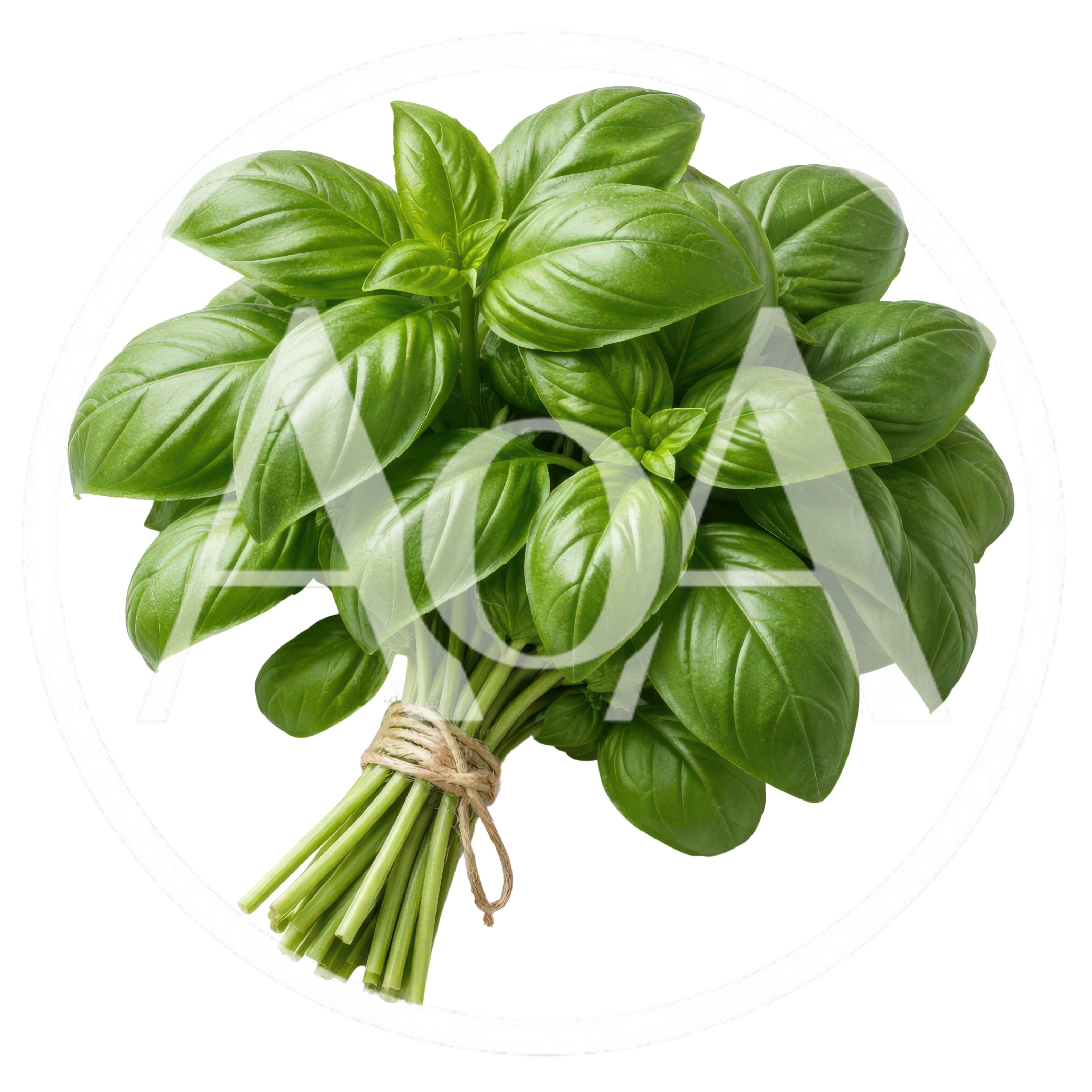 Fresh Green Basil Herb Bunch Tied With Twine