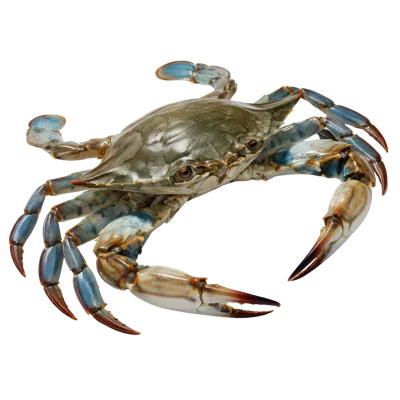 Blue Crab Isolated On White Background