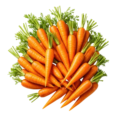 Fresh Organic Carrots With Green Tops