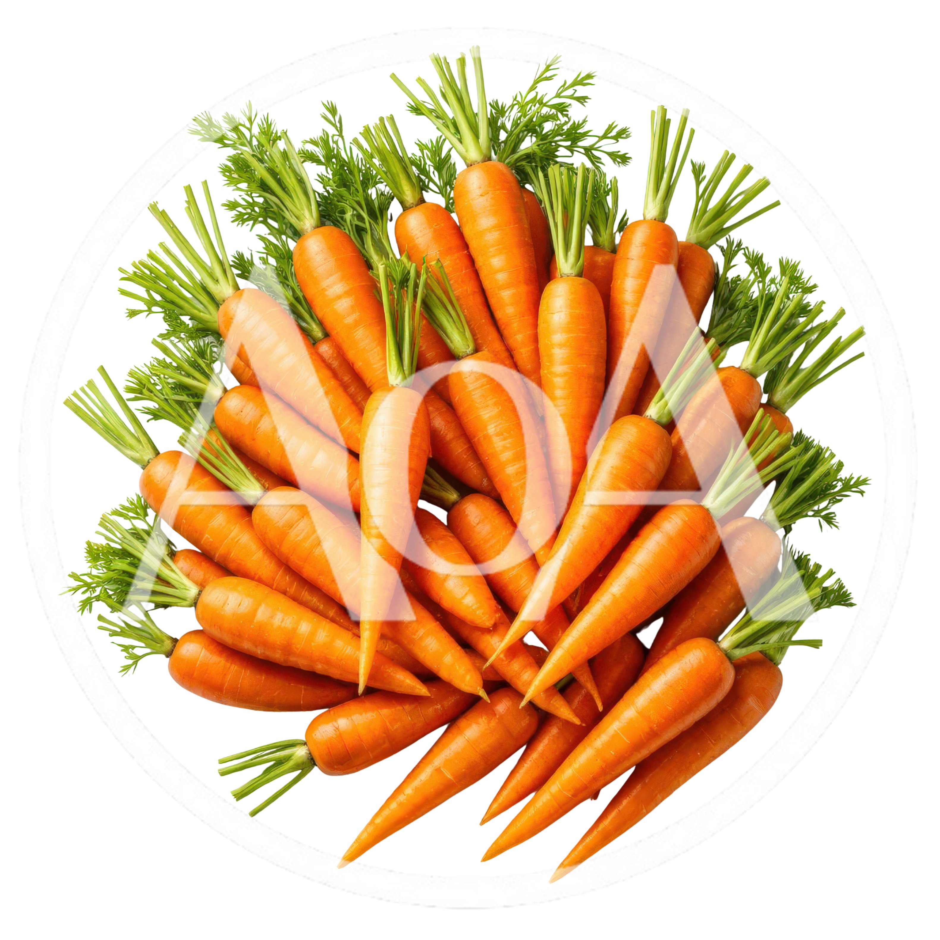 Fresh Organic Carrots With Green Tops