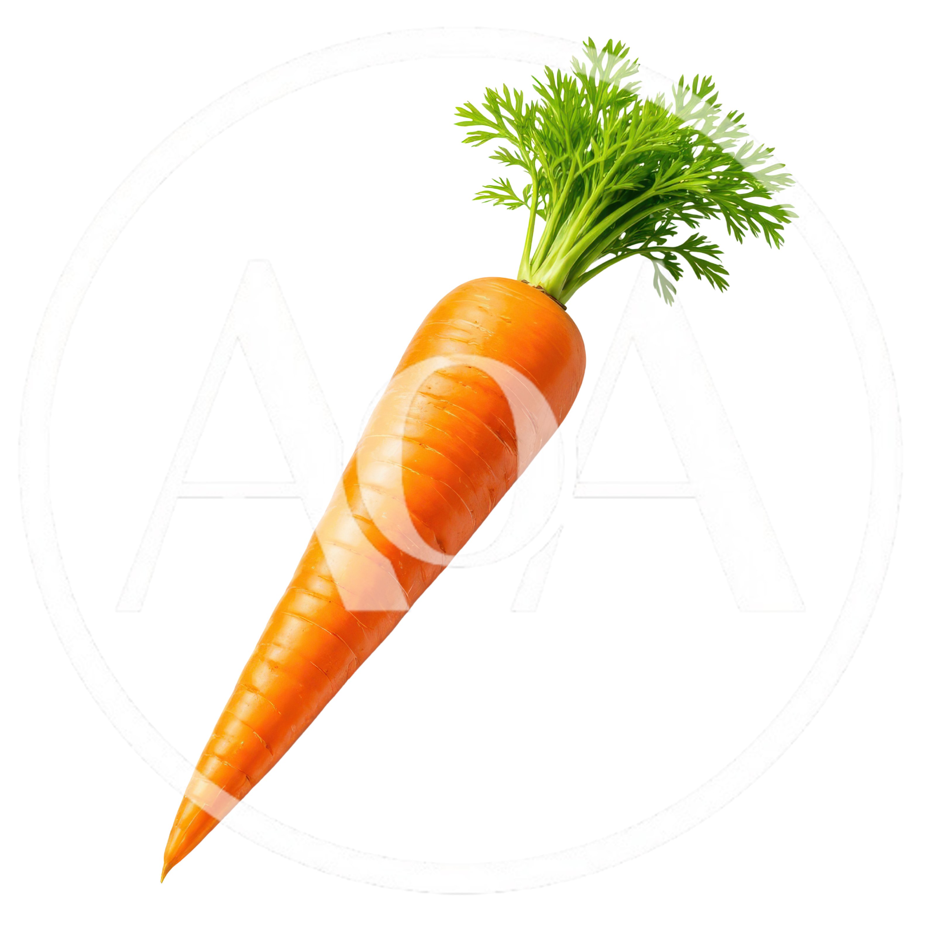 Fresh Whole Carrot With Green Tops Isolated