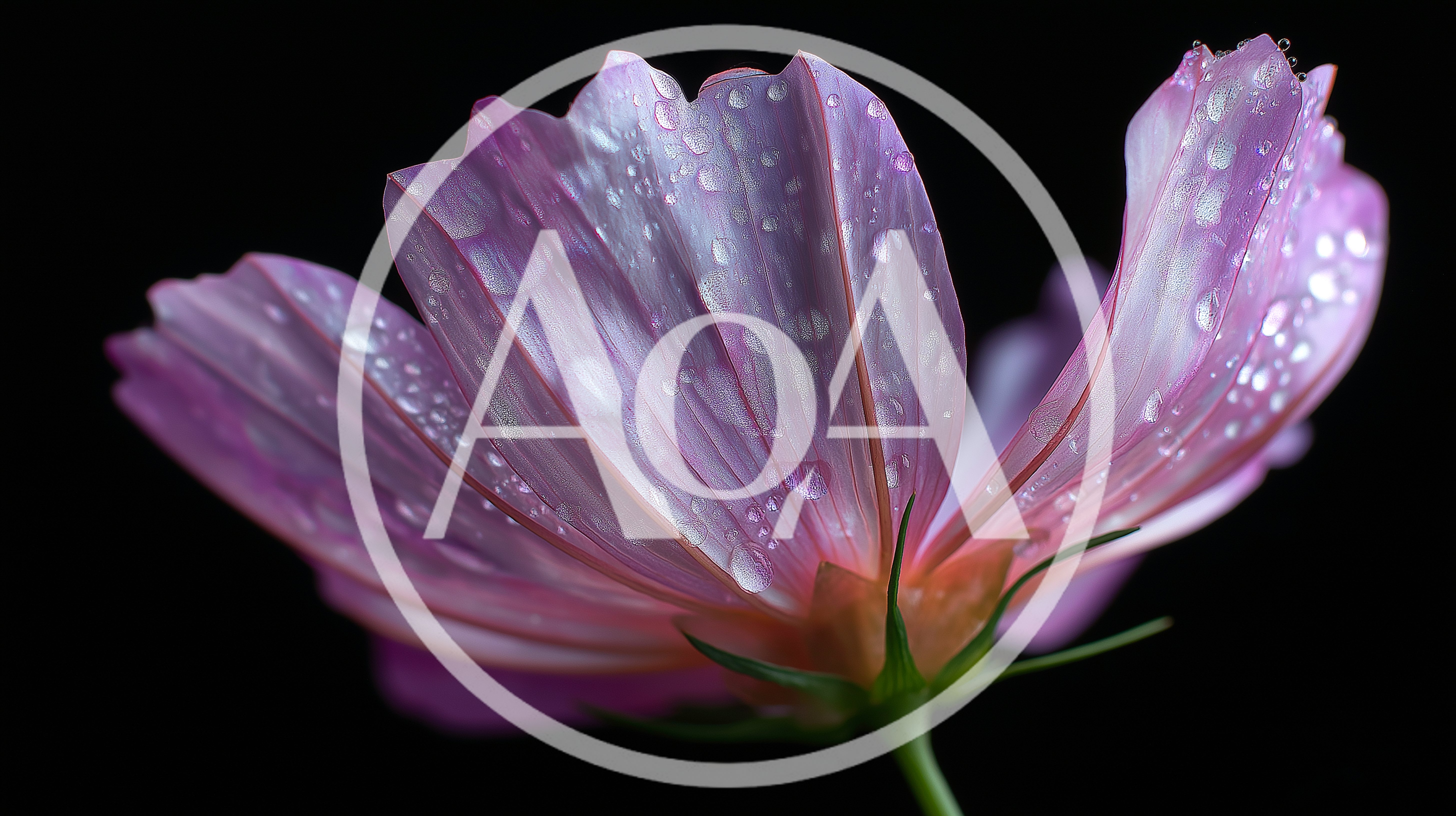 Pink Cosmos Flower With Dew Drops