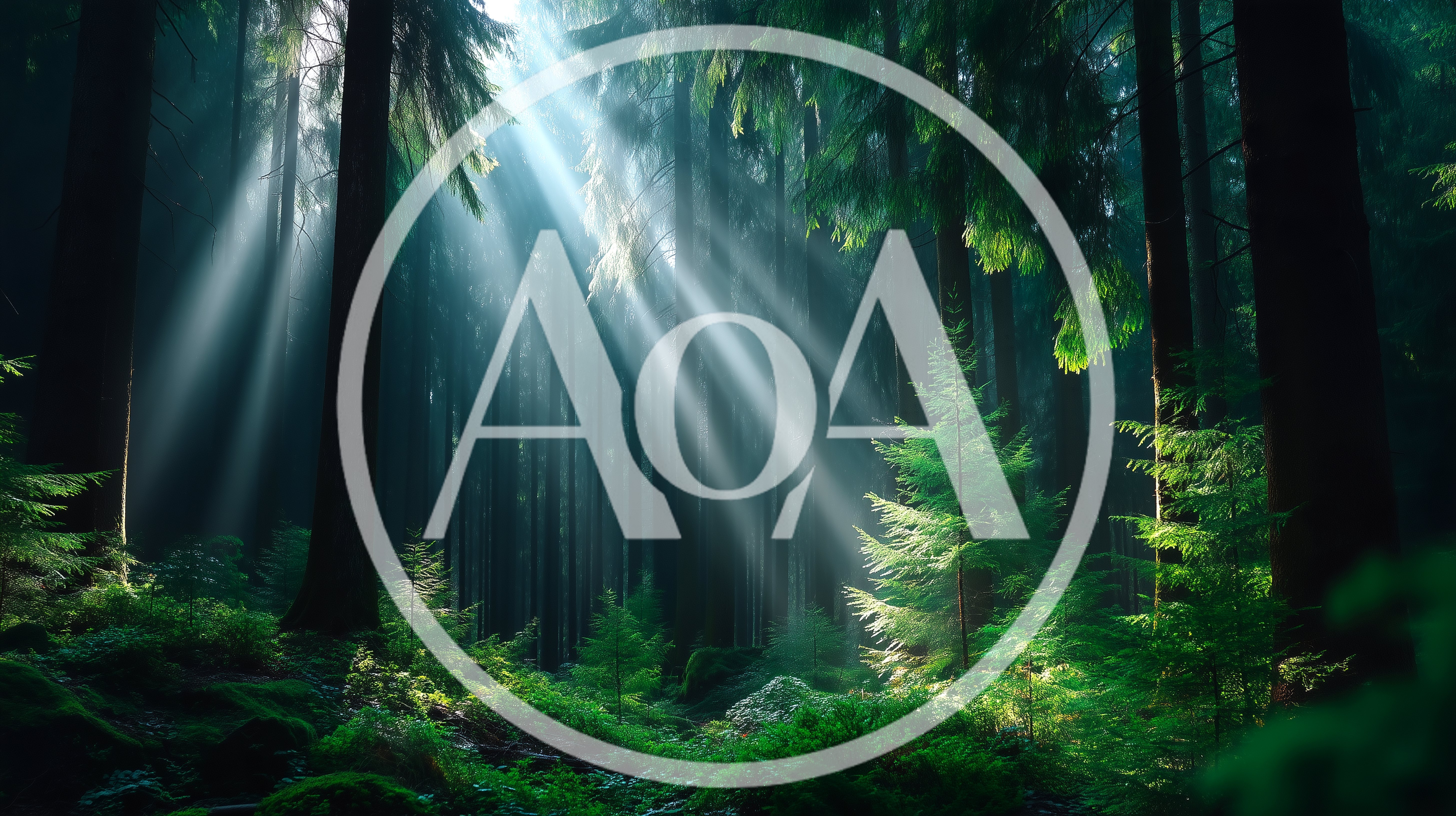 Sunlight Beams Piercing Through A Dense Coniferous Forest