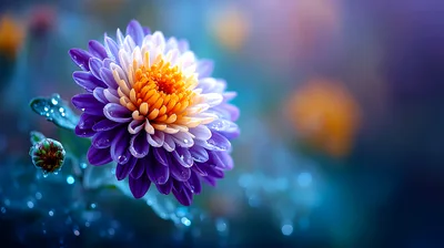 Purple And Yellow Chrysanthemum Flower With Dew Drops