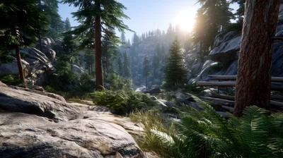 Sunlight Filtering Through A Dense Mountain Forest