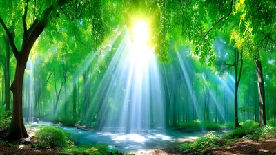 Sunlight Beams Through Lush Green Forest Canopy