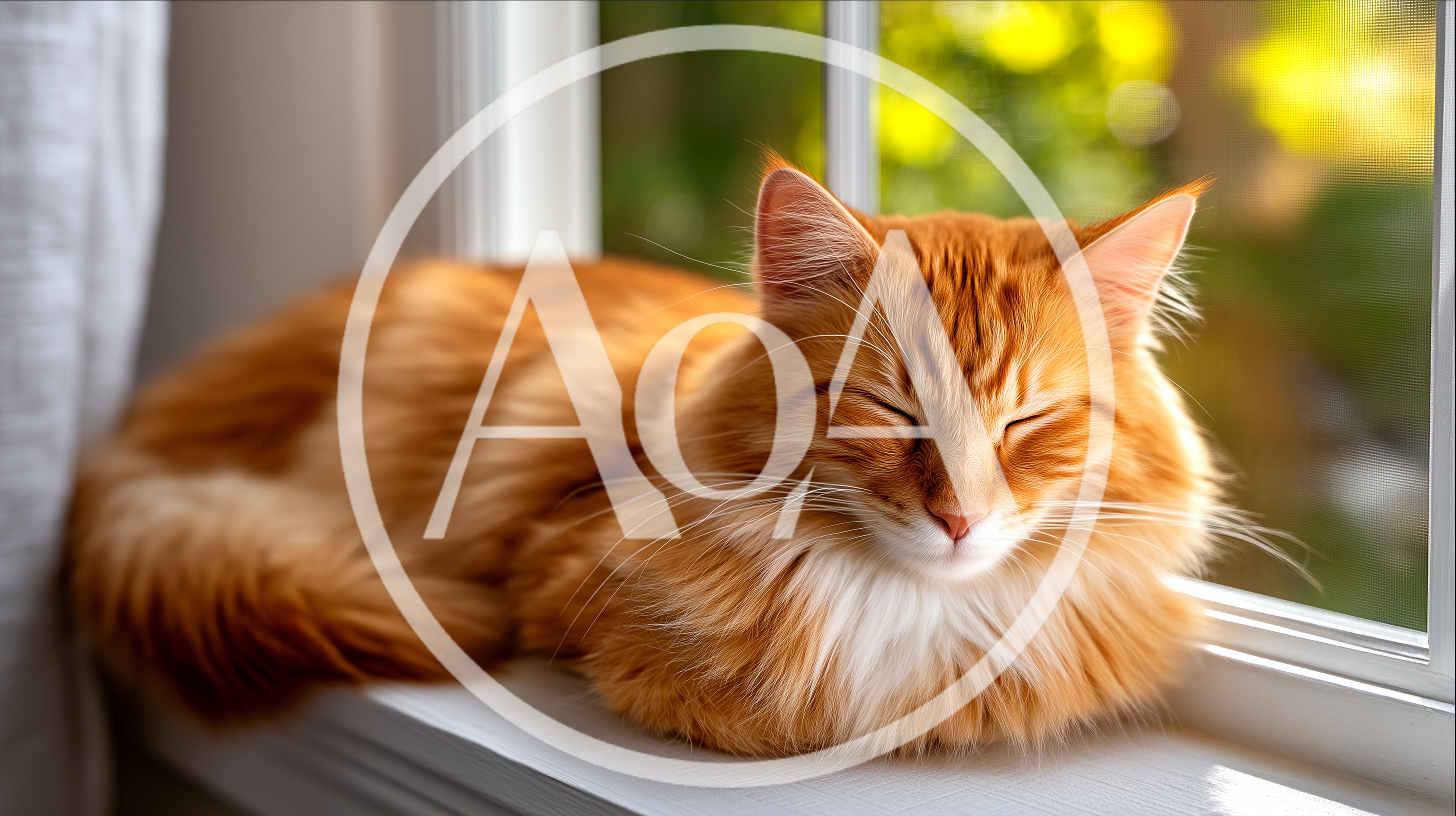 Fluffy Ginger Cat Sleeping On A Sunny Windowsill