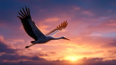 White Stork Flying Against A Vibrant Sunset Sky