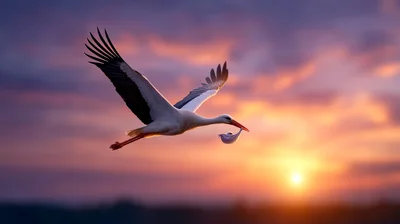 White Stork Flying With A Baby Bundle At Sunset