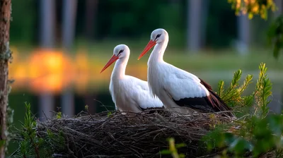 Two White Storks Resting In A Large Stick Nest