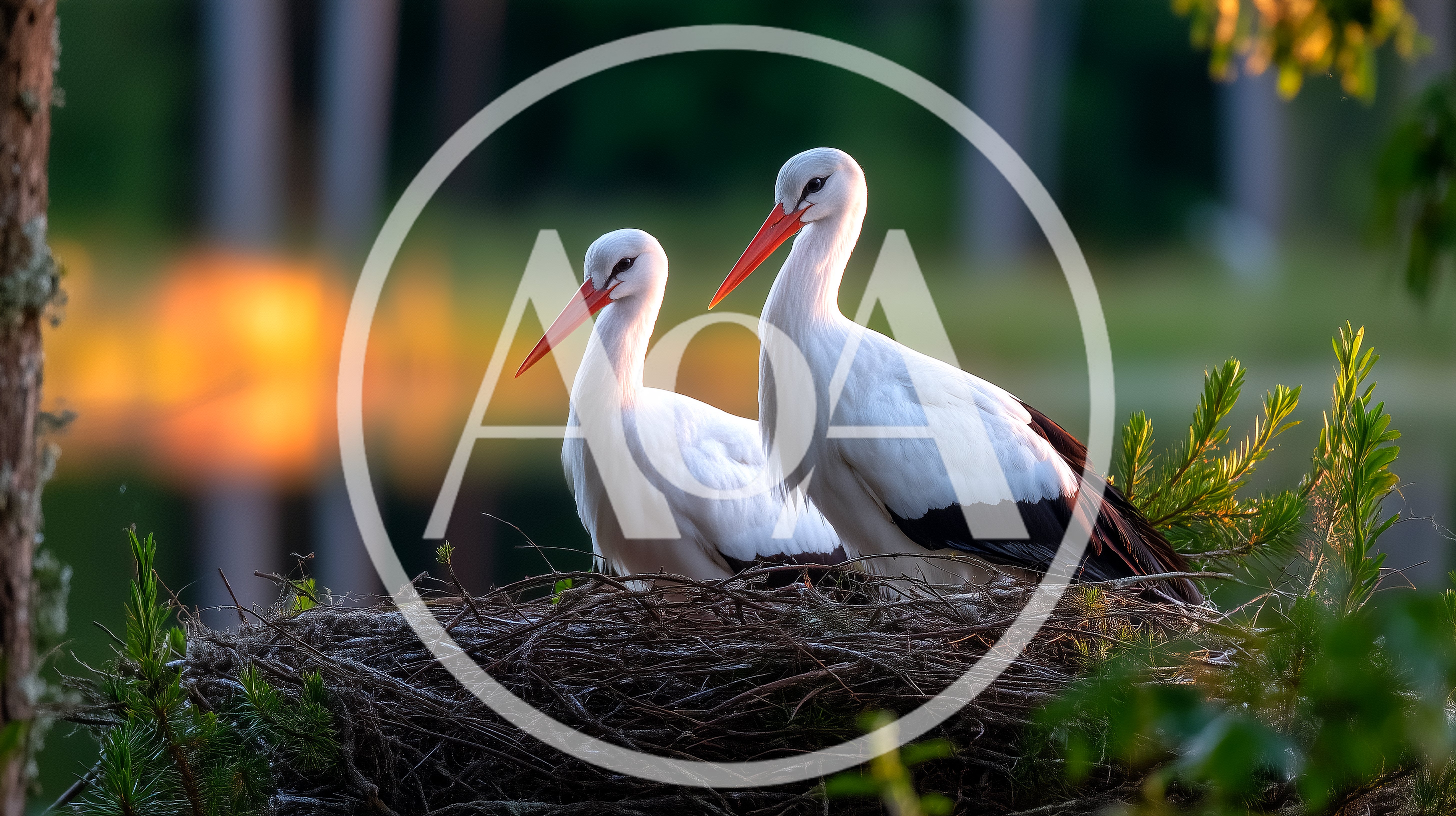 Two White Storks Resting In A Large Stick Nest
