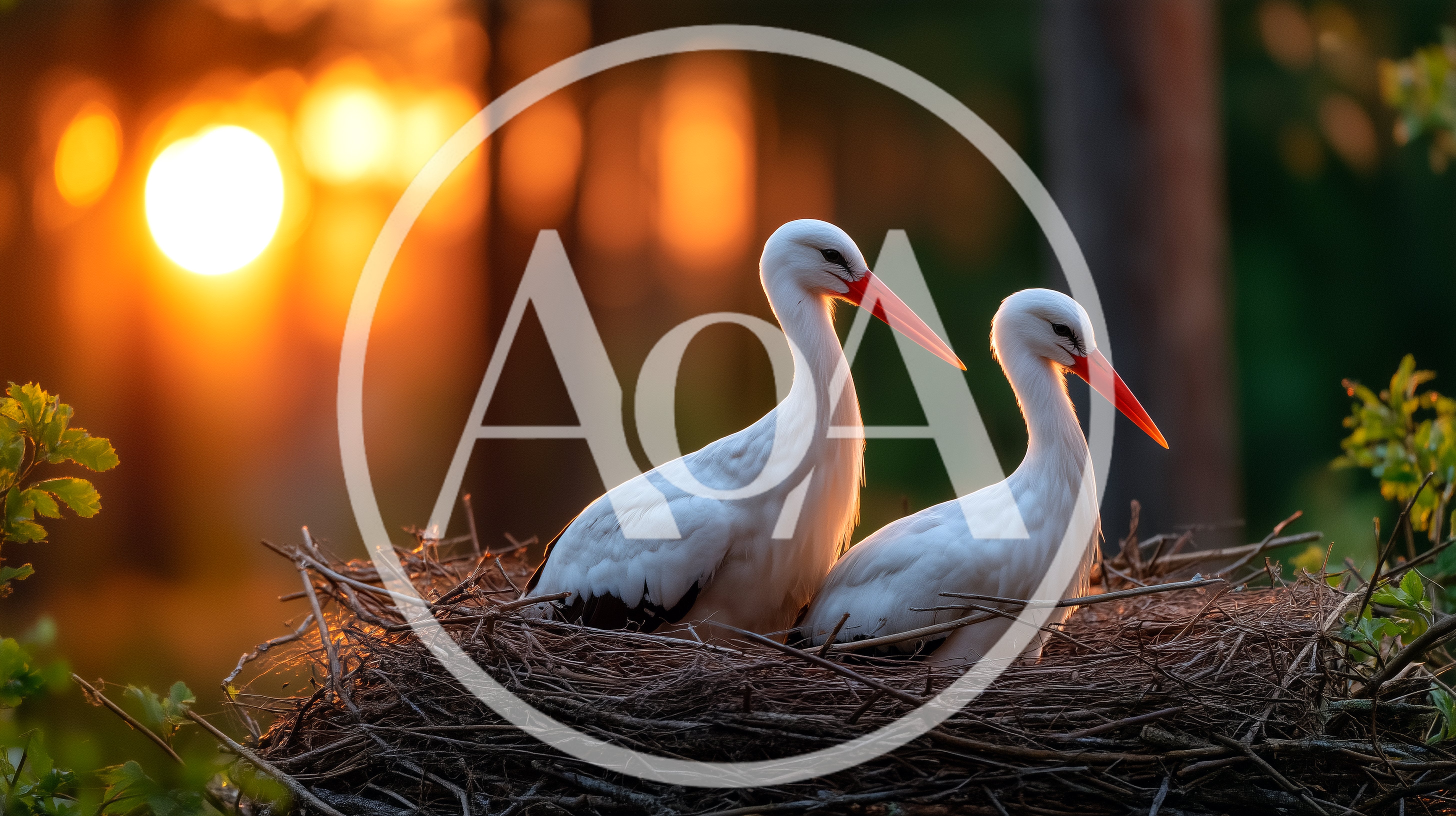 Two White Storks Resting In A Nest At Sunset