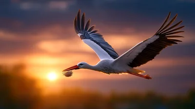 White Stork Flying With Nesting Material At Sunset