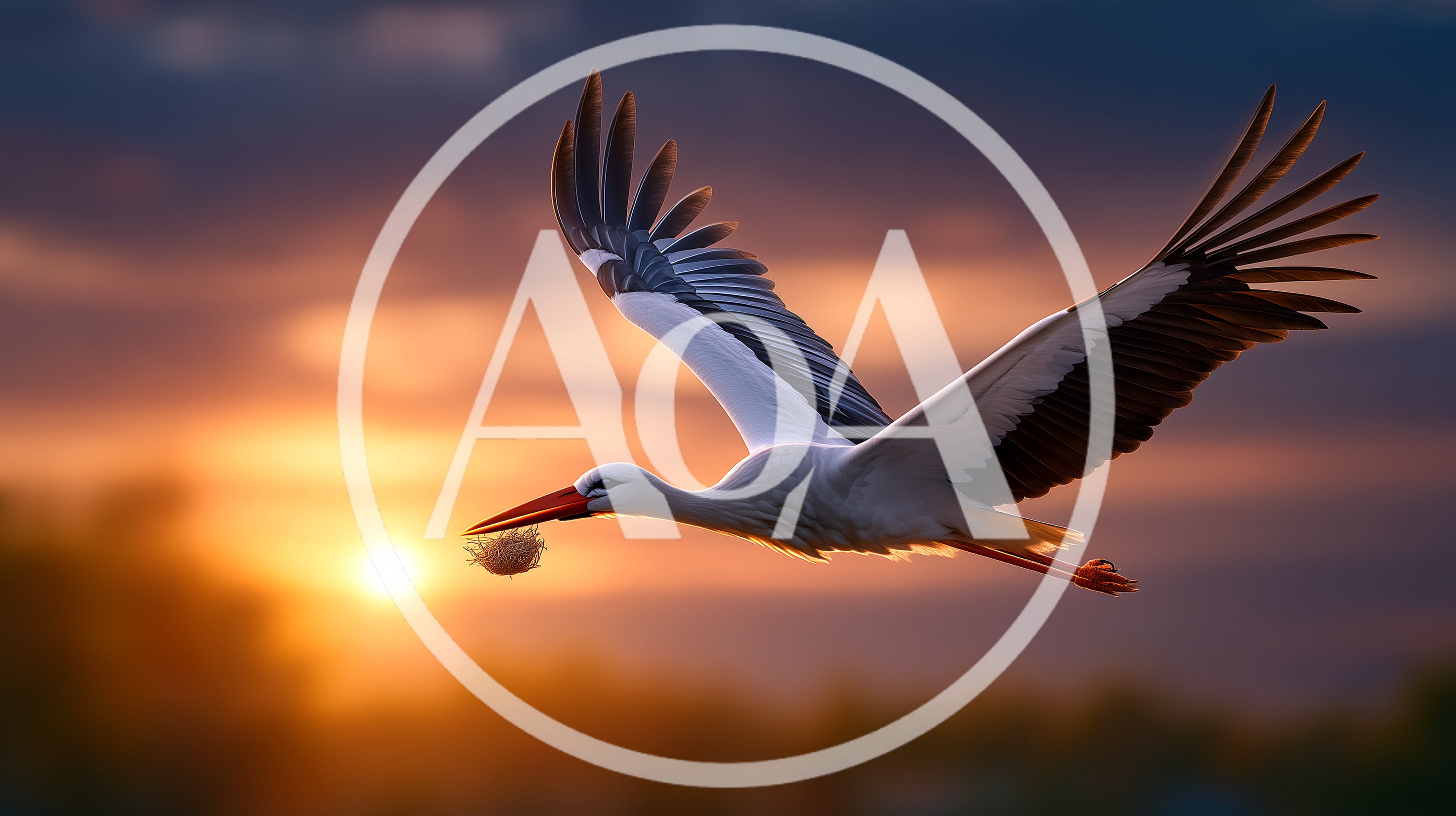 White Stork Flying With Nesting Material At Sunset