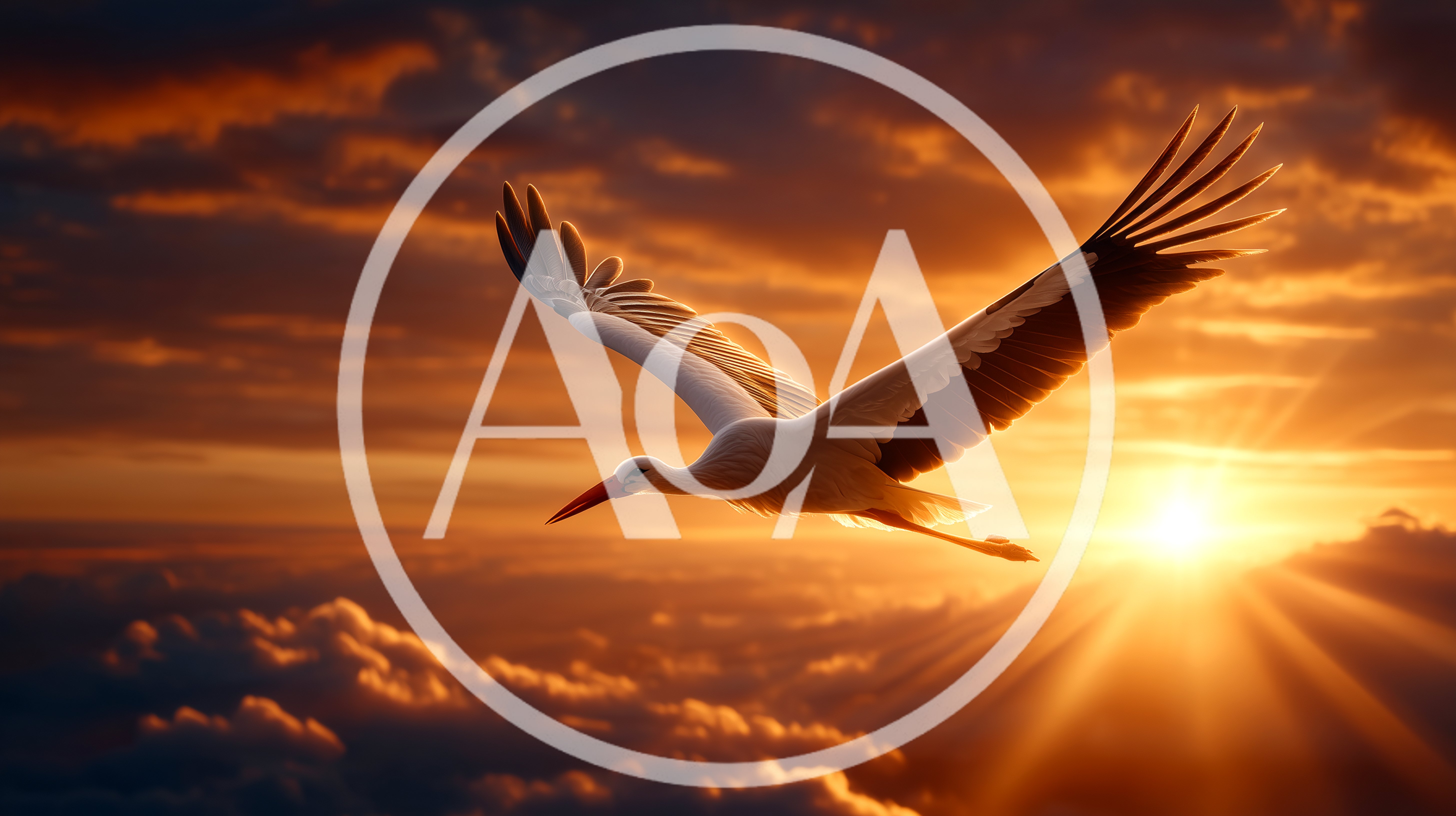White Stork Flying Above Clouds At Sunset