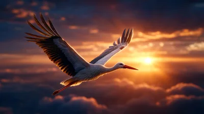 White Stork Flying Above Clouds At Sunset