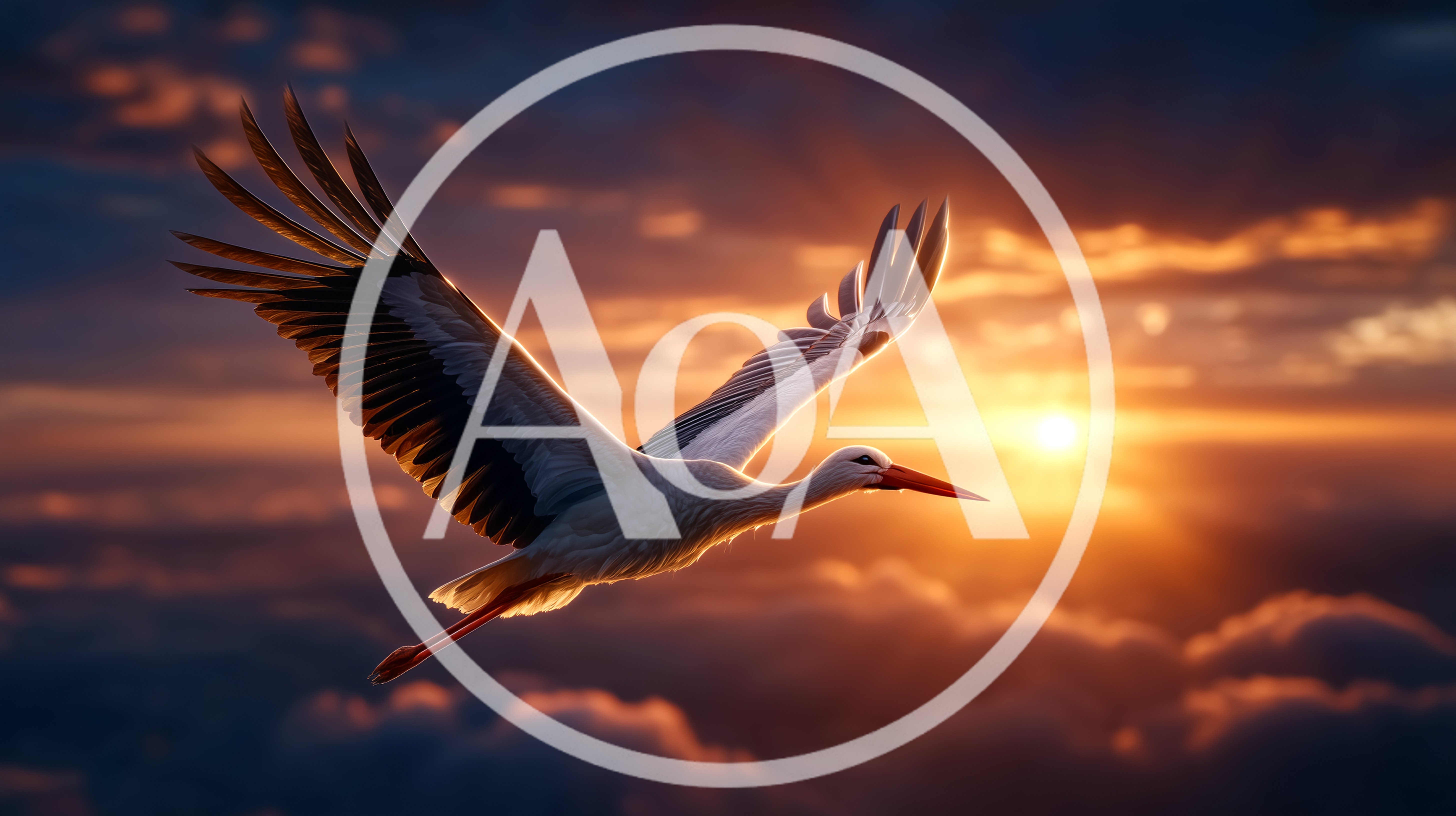 White Stork Flying Above Clouds At Sunset