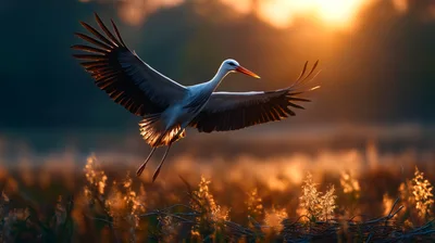 White Stork Flying Over Golden Meadow At Sunset