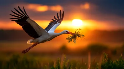 White Stork Flying With Nesting Material At Sunset