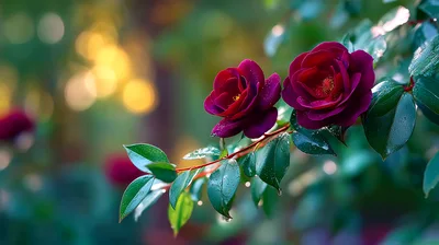 Two Deep Red Roses Blooming On A Garden Branch