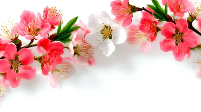 Blooming Peach Blossom Branches On White Background