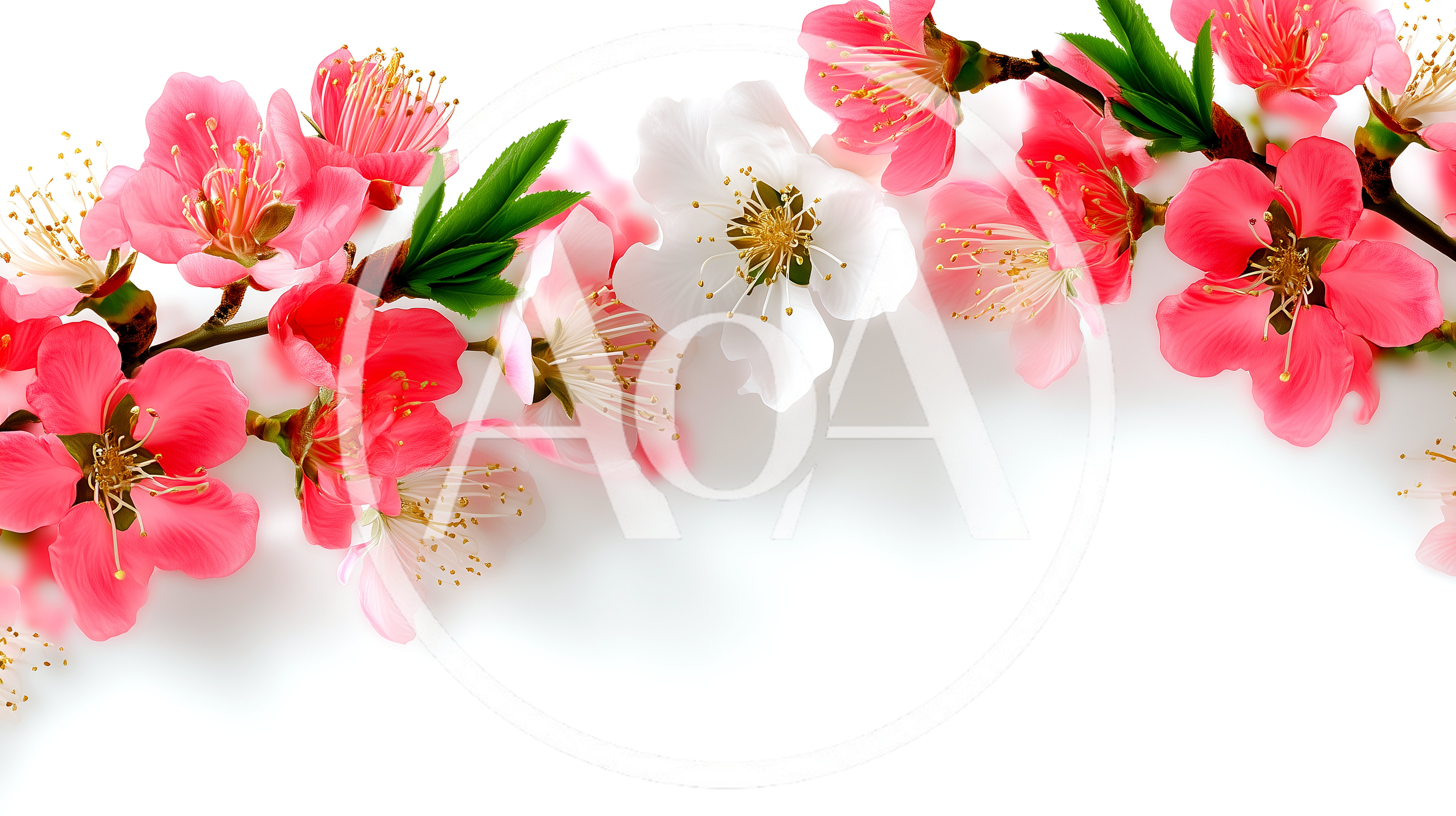 Blooming Peach Blossom Branches On White Background