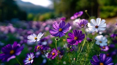 Vibrant Purple and White Cosmos Flowers in Meadow