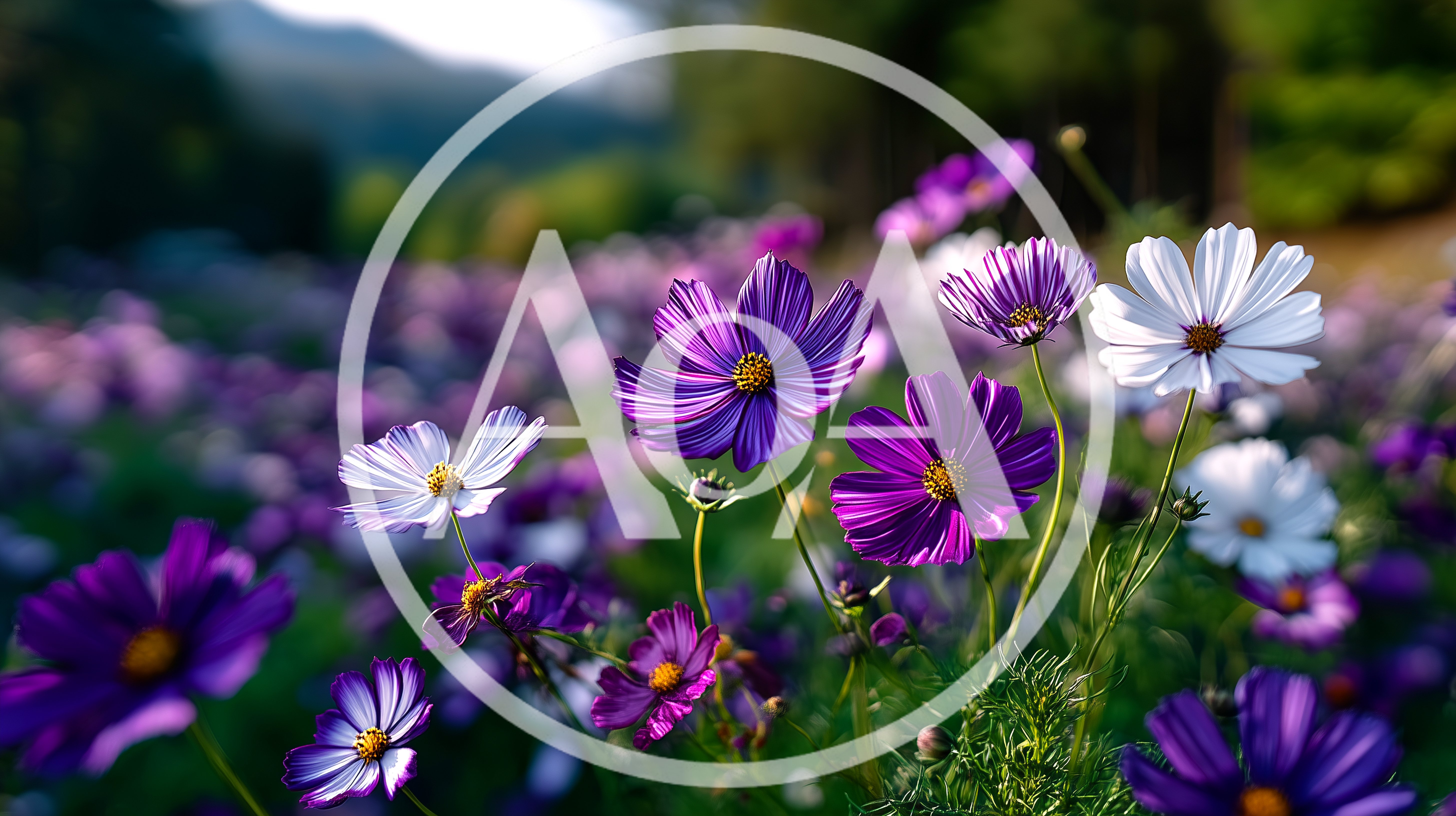Vibrant Purple and White Cosmos Flowers in Meadow