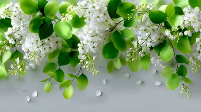 White Lilac Flowers With Green Leaves On Grey Background