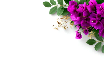 Bougainvillea Flowers With Gold Accents On White Background