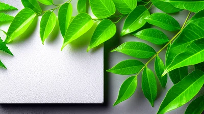 Fresh Green Leaves Bordering A Blank White Card