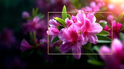 Vibrant Pink Azalea Flowers In Full Bloom