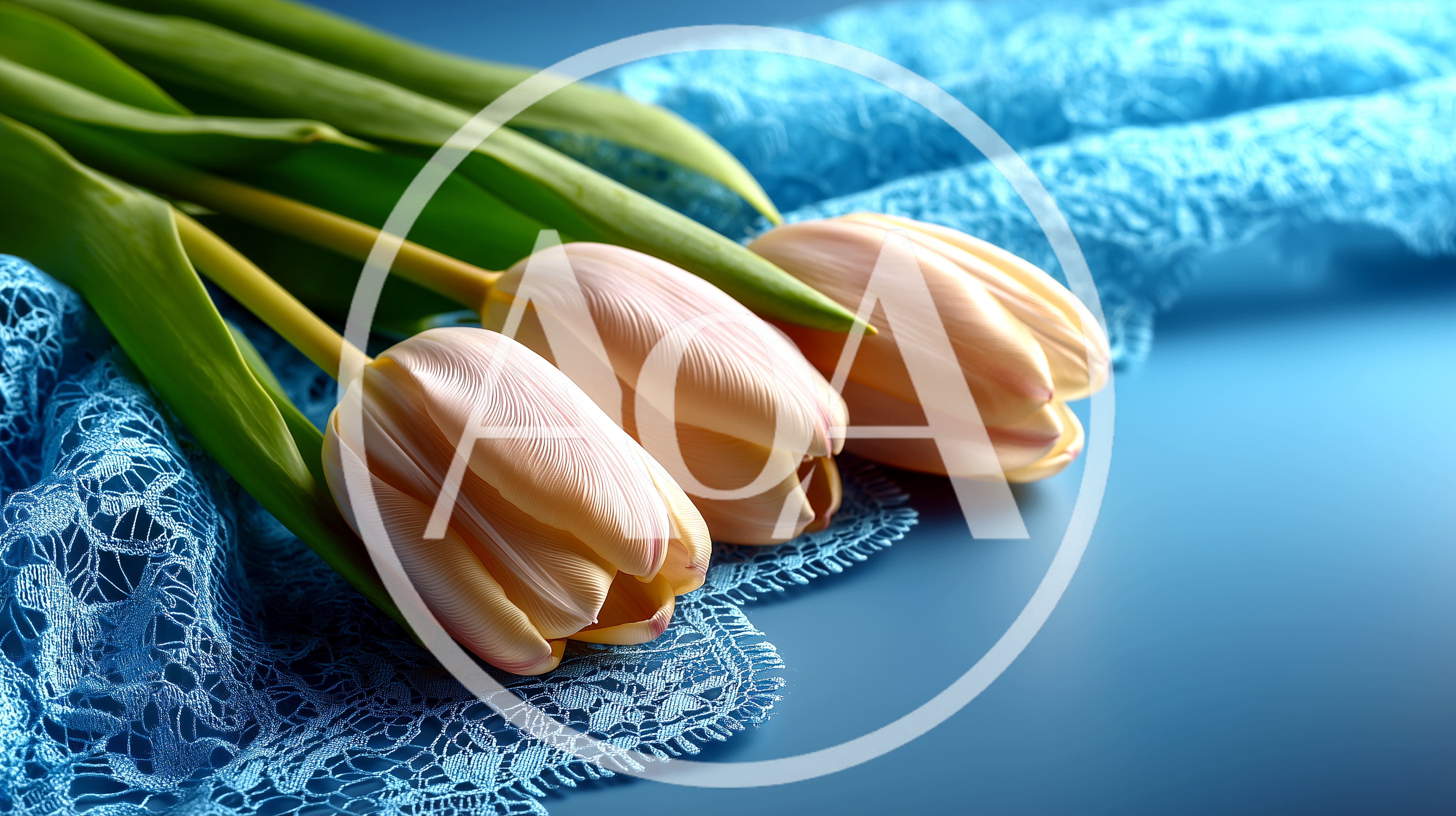Three Pale Pink Tulips On Blue Lace Fabric