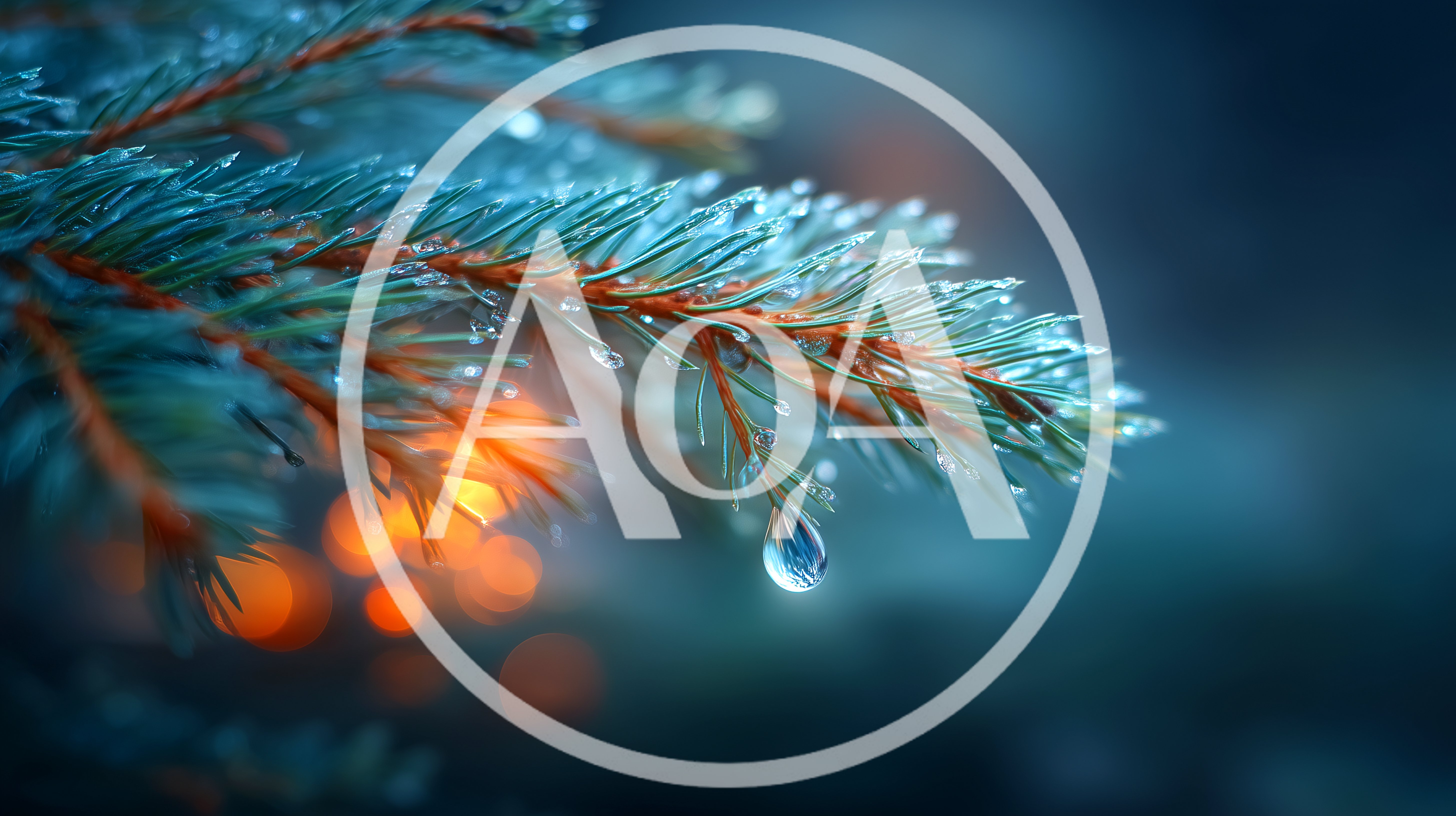 Dew Drops On Pine Needles With Bokeh Background