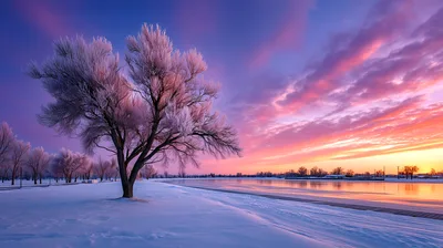 Frost Covered Tree At Sunset Over Frozen Lake