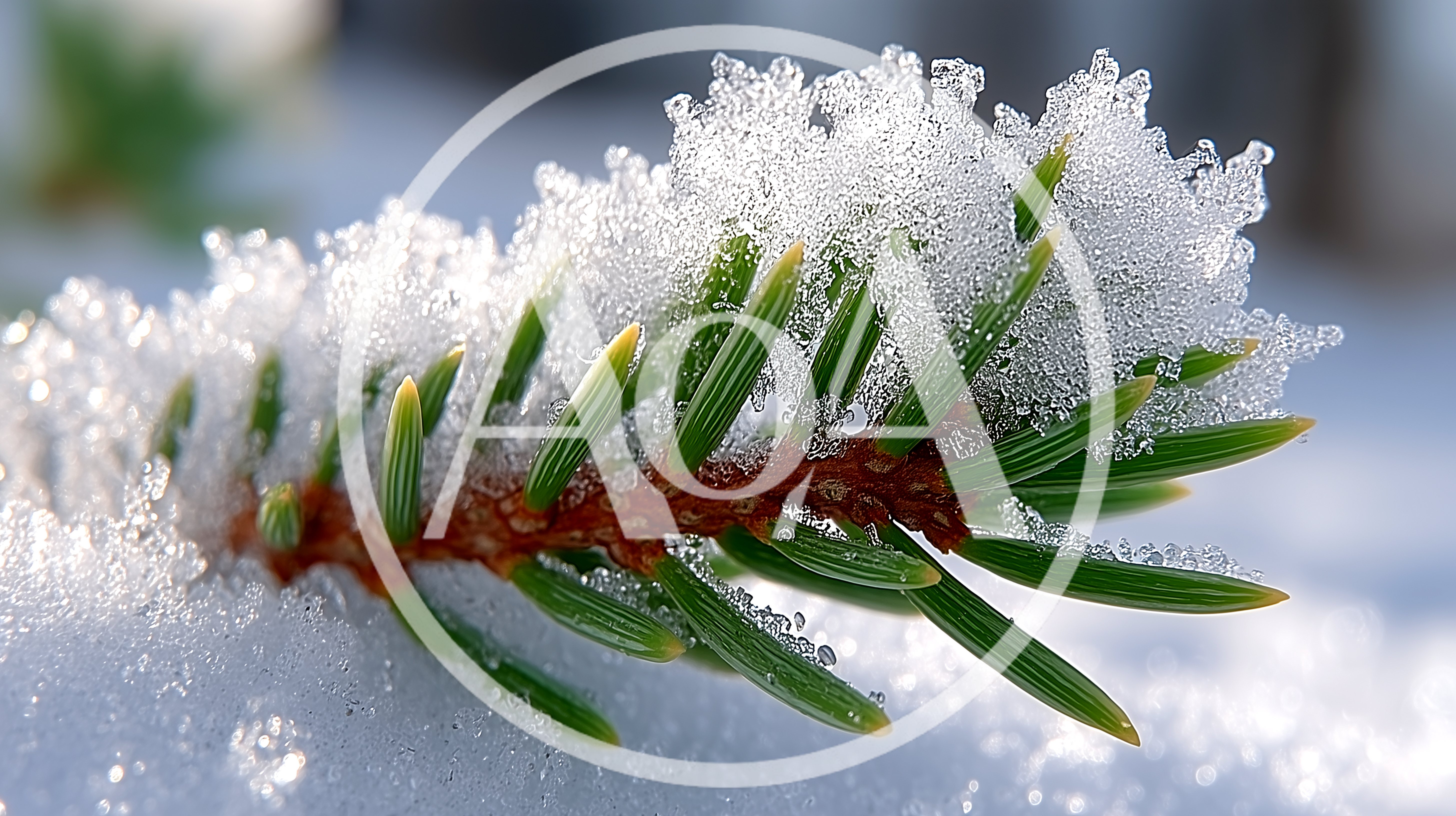 Snow Covered Pine Branch In Winter Forest