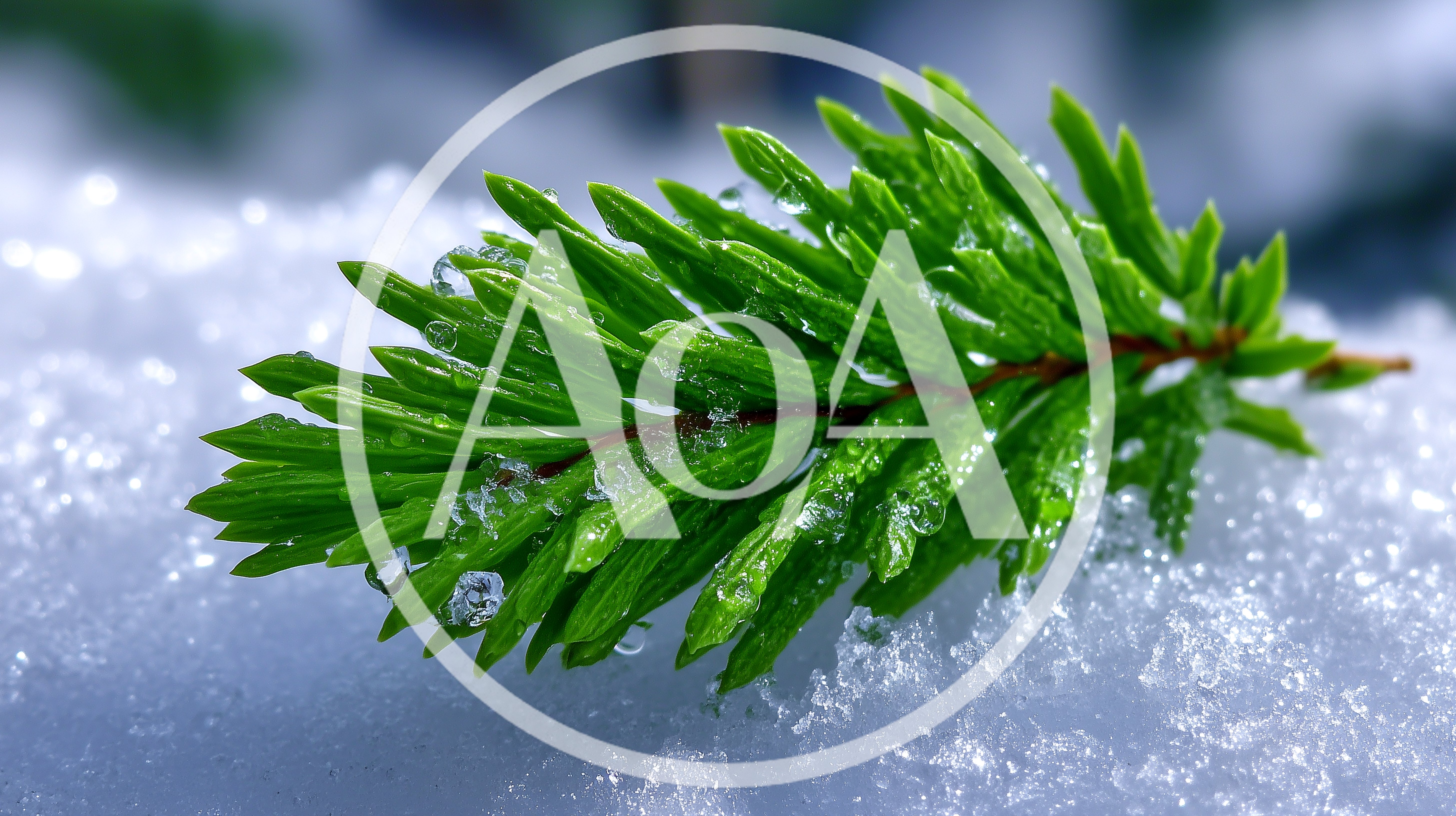 Evergreen Pine Branch Resting On Fresh White Snow