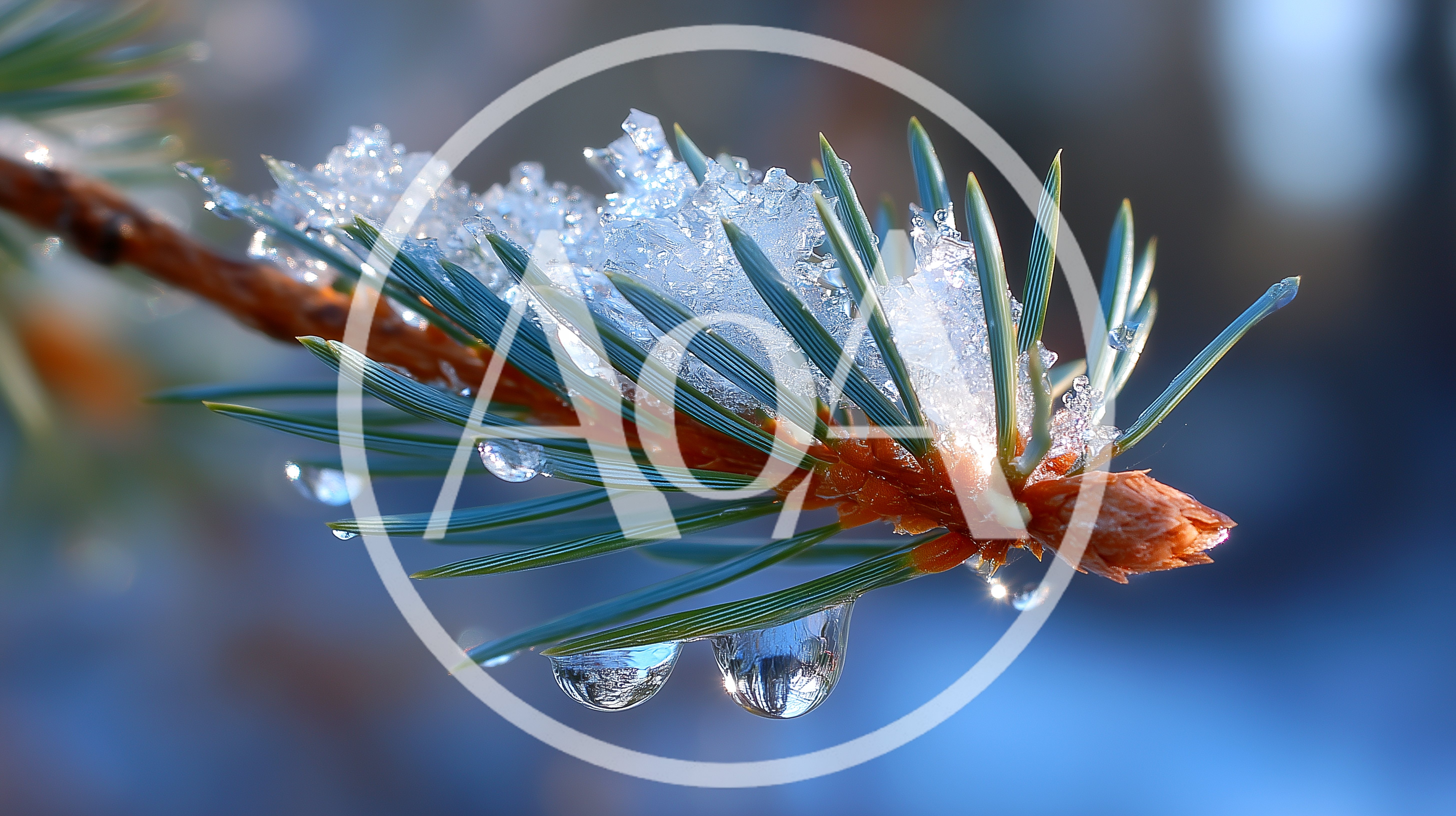 Snow Covered Pine Branch With Melting Water Droplets